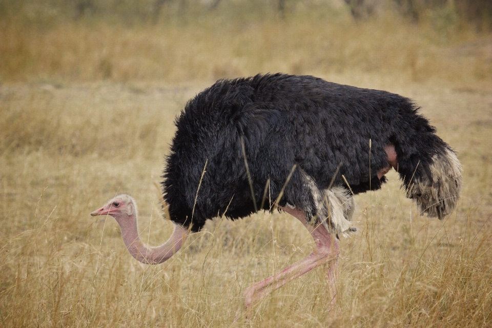 Nature oiseau prairie
 animal