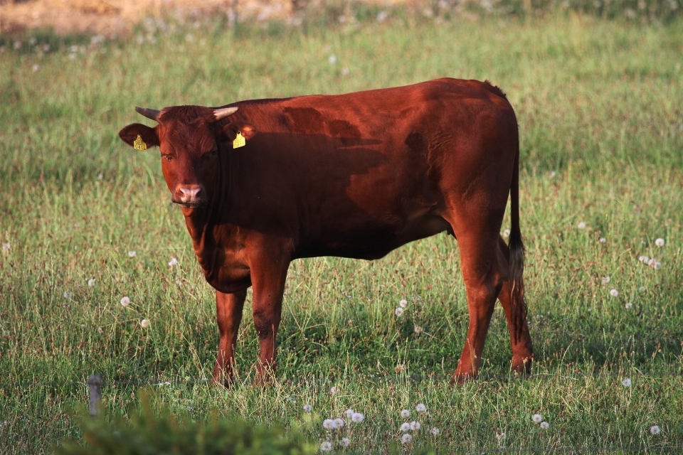 Natur gras feld bauernhof