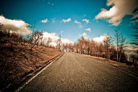 Tree nature path grass Photo