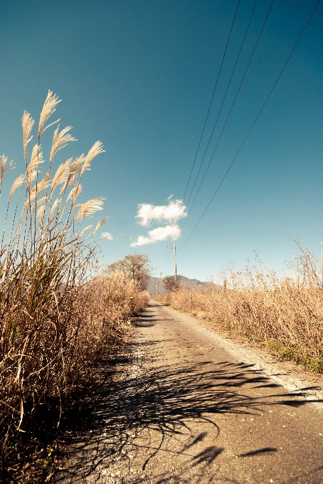 Landscape tree nature path