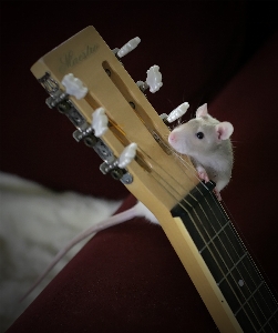 Guitar acoustic mouse animal Photo