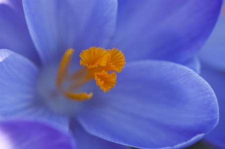 Blossom plant stem leaf Photo