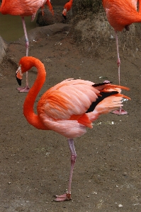 自然 アウトドア 荒野
 鳥 写真