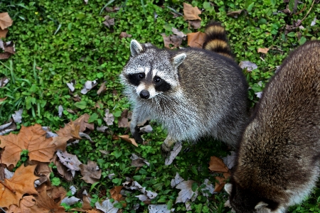 Foto Natura selvaggia
 animale animali selvatici