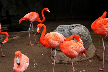 自然 アウトドア 荒野
 鳥 写真