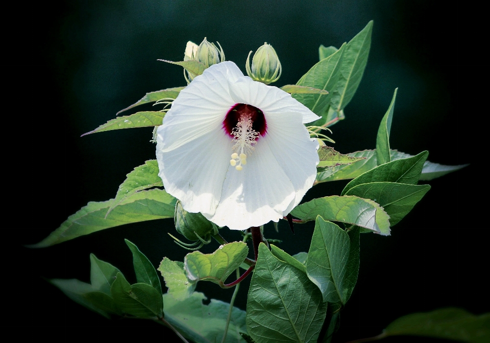 Fleurir usine blanc fleur