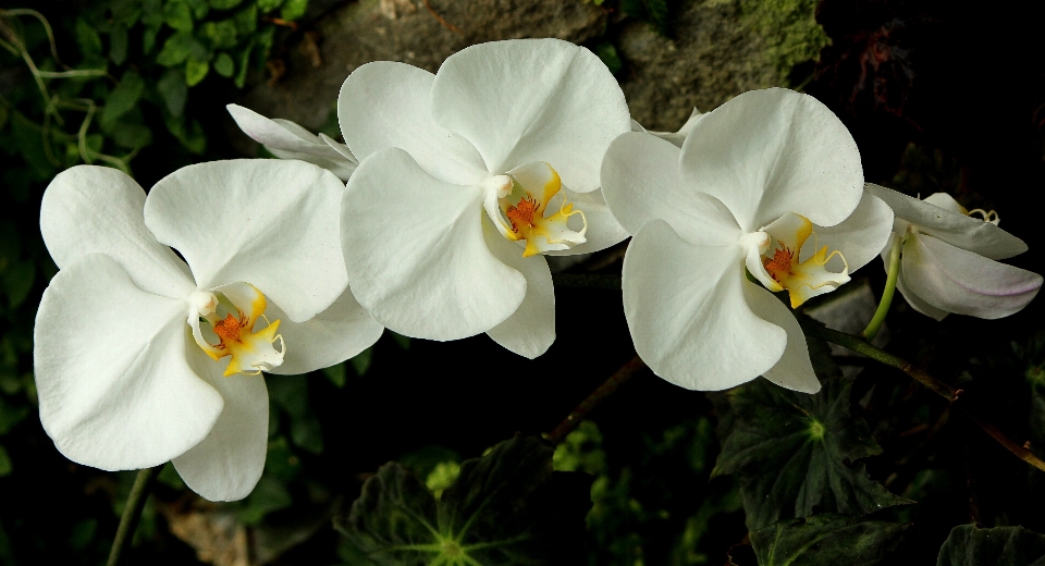 Fiore pianta grappolo bianco