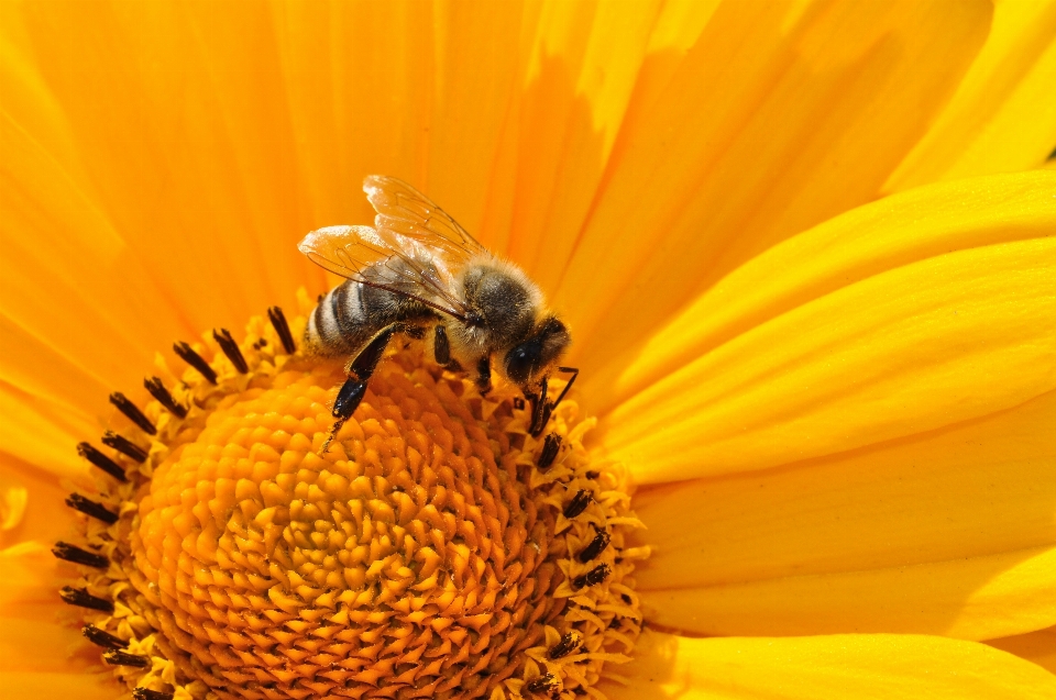 Blüte anlage fotografie blume