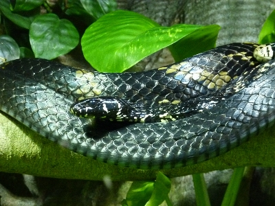 Animal wildlife green jungle Photo