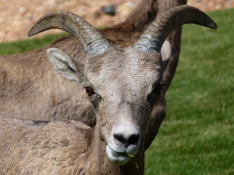 Natur tier tierwelt ziege