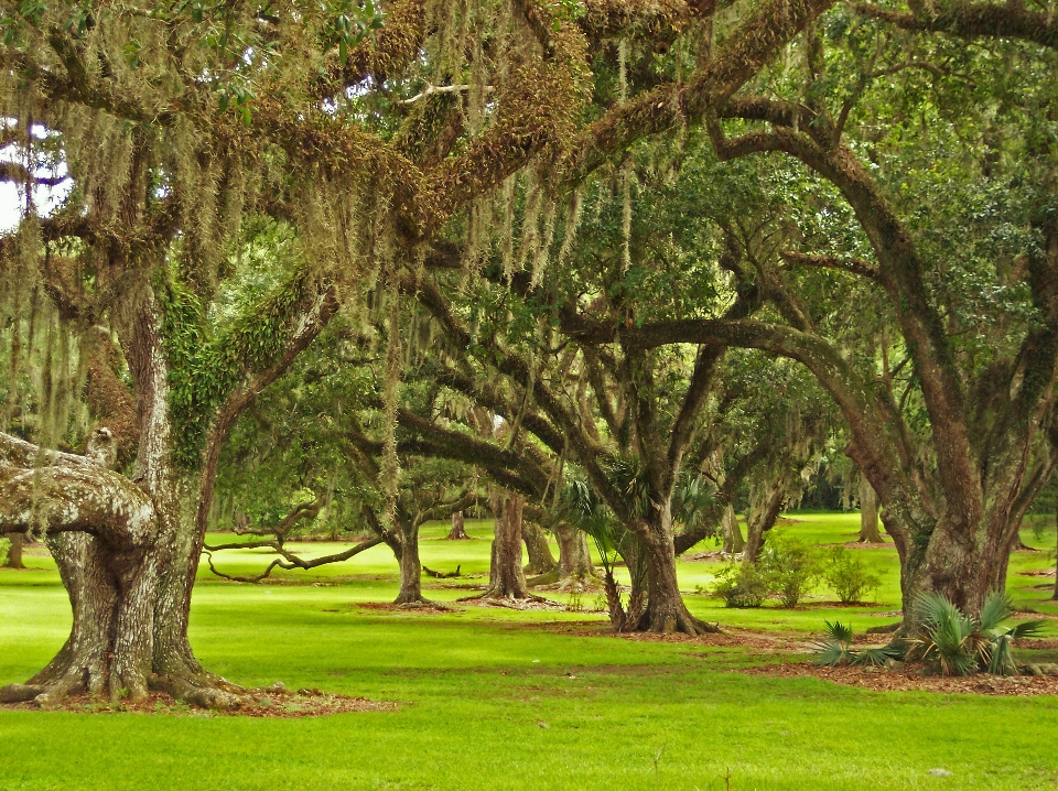 árbol naturaleza bosque rama