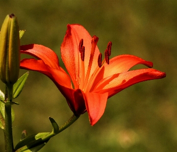 Outdoor growth plant stem Photo