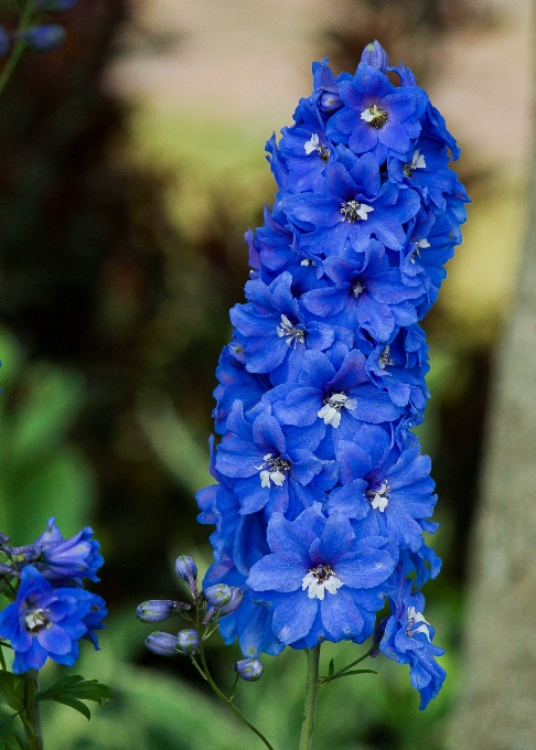 Landscape blossom growth plant