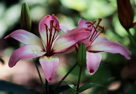 Outdoor blossom growth plant Photo