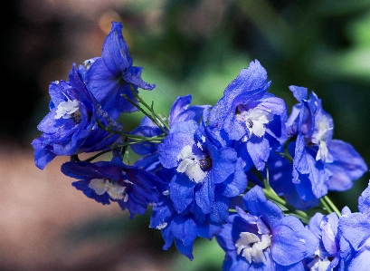 Landscape blossom growth plant Photo