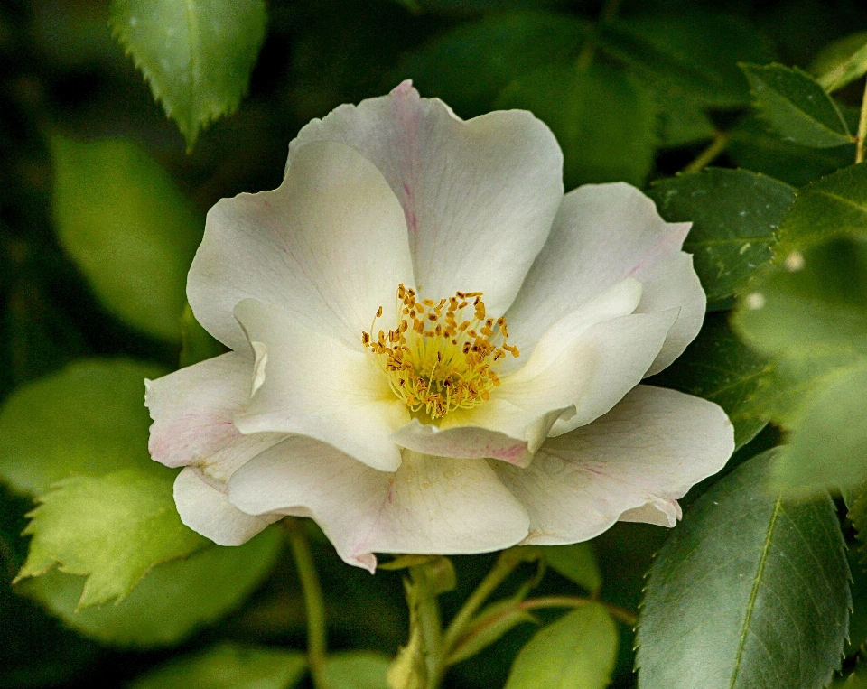 Blüte anlage blume blütenblatt