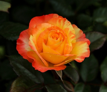 Landscape blossom growth plant Photo