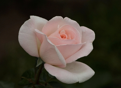 Plant flower petal bloom Photo