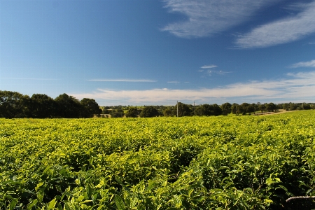 Landscape outdoor plant sky Photo