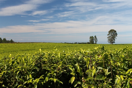 Foto Céu campo fazenda prado
