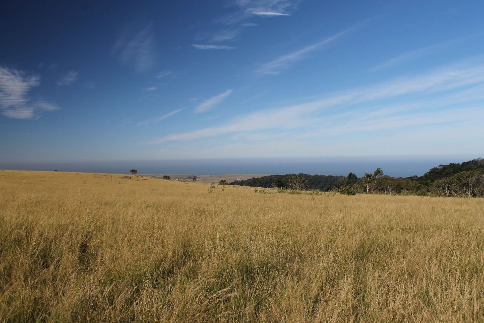 Landscape nature grass horizon