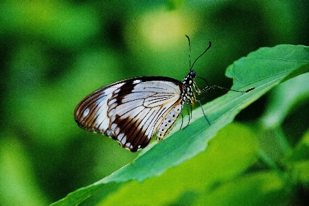 Foto Natureza asa fotografia folha