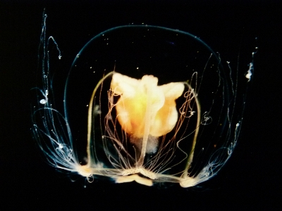 Water underwater biology jellyfish Photo