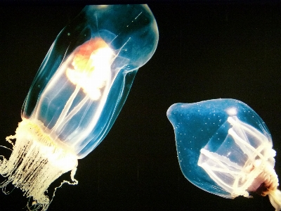 Water underwater biology jellyfish Photo