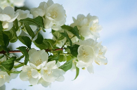 Tree nature branch blossom Photo