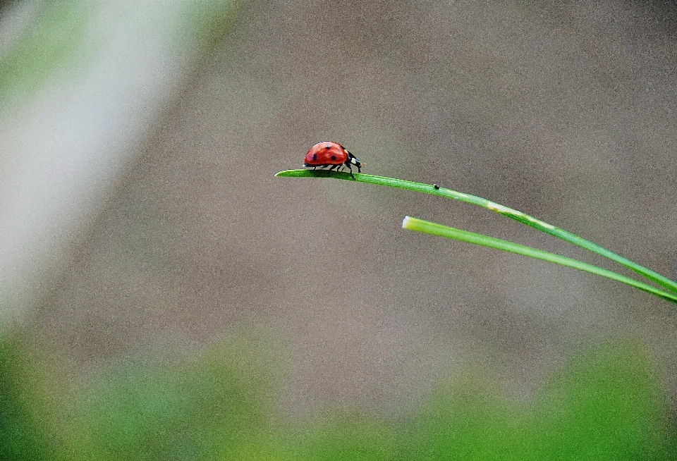 自然 草 ブランチ 写真撮影