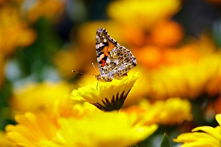 Natur anlage fotografie blatt Foto