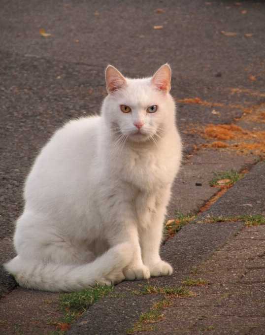 Kedi yavrusu memeli bıyık
