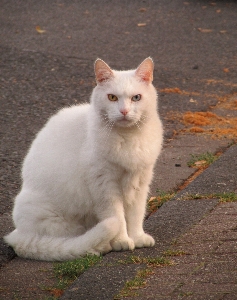 Foto Anak kucing mamalia cambang
