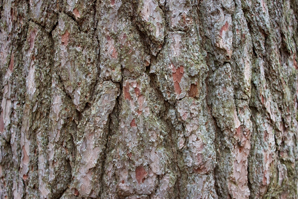 Albero foresta ramo pianta