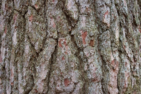 Tree forest branch plant Photo