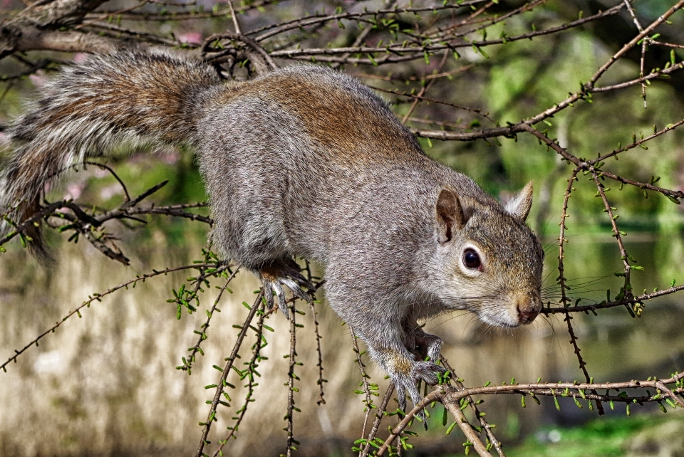 Tree nature branch animal