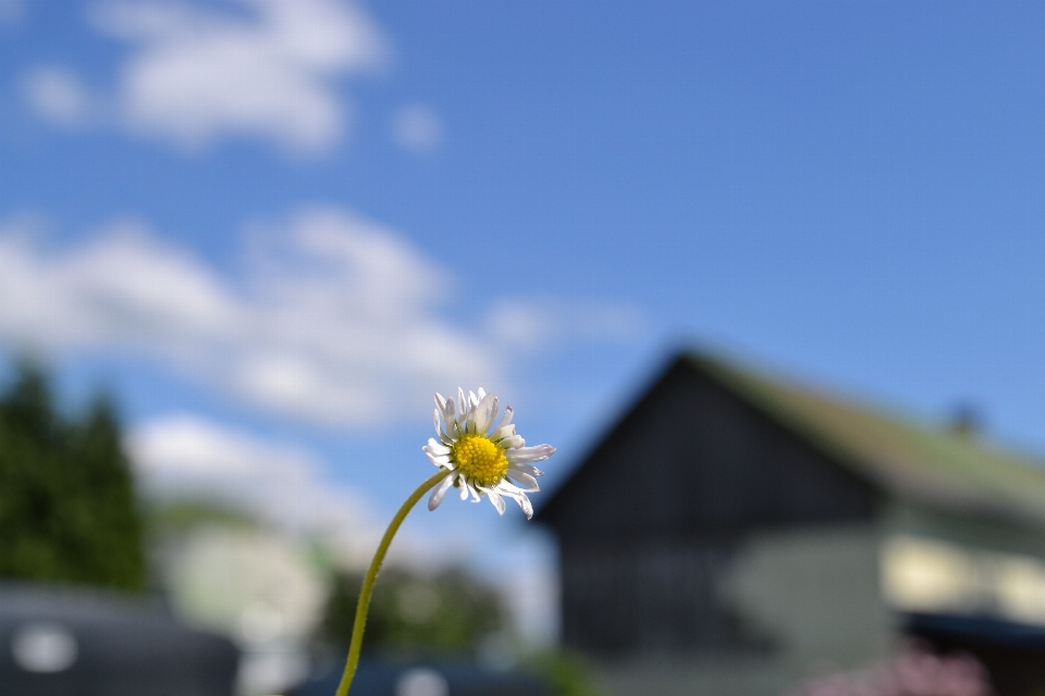 花 成長 植物 空