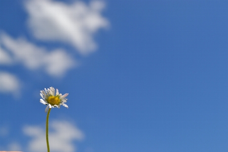 Blossom cloud growth plant Photo