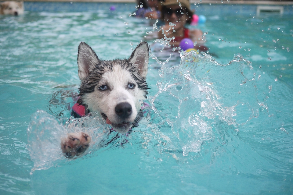 Wasser welpe hund tier