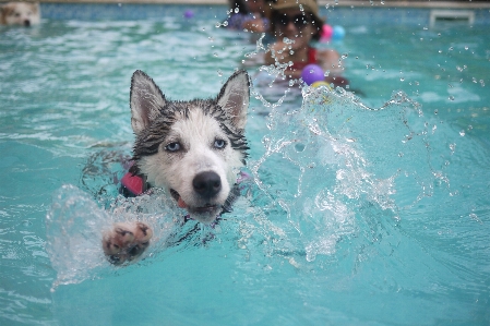 Wasser welpe hund tier Foto