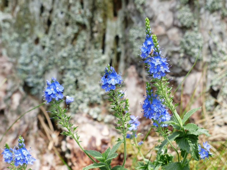 Natur blüte anlage blume