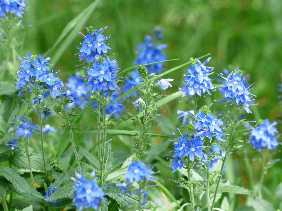 Blüte anlage wiese
 blume