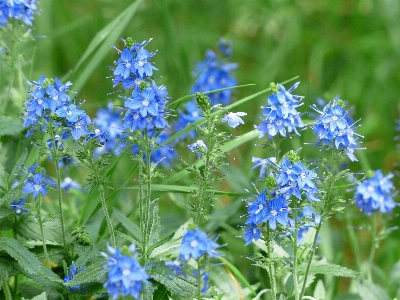 Blossom plant meadow flower Photo