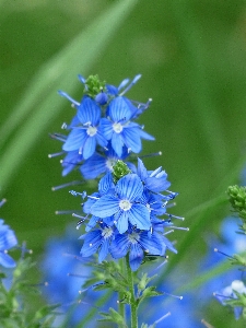 Blossom plant meadow flower Photo