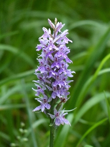 Nature blossom plant flower Photo