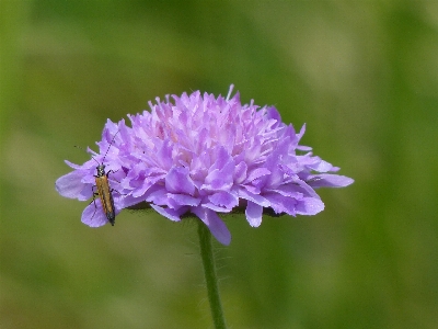 Blossom plant meadow flower Photo