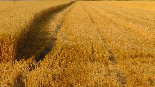 Landscape nature plant field Photo