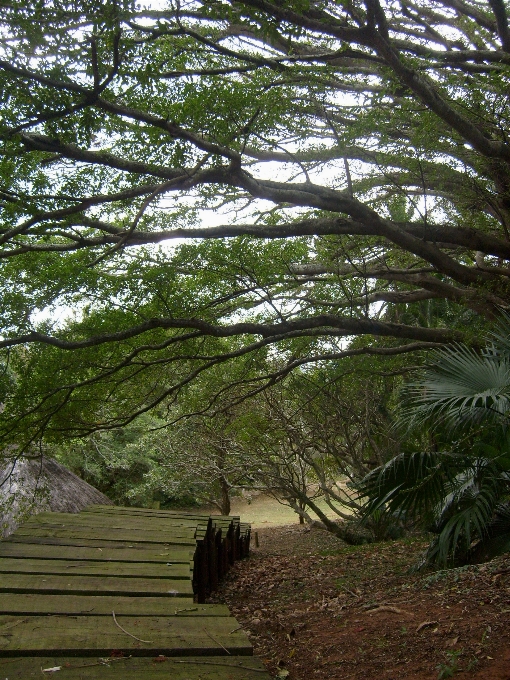 Landscape tree nature forest