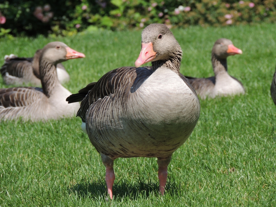 Natura ptak łąka
 zwierzę