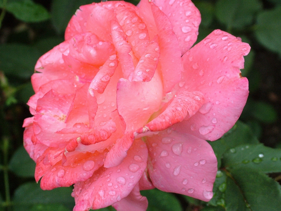 植物 花 花弁 薔薇